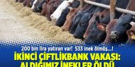 İkinci Çiftlik Bank vakası: Aldığımız inekler öldü geçmiş olsun!