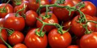 Rusya'dan domates kararı: Türk domatesi kabul edilmeyecek