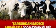 'Şarbondan sadece Ankara'da 100 hayvan öldü'