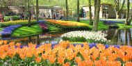 Türkiye, Hollanda'dan ithal ettiği çiçeklere servet ödedi
