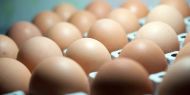 Zehirli yumurta skandalı fiyatları katladı